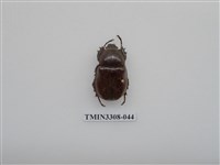 藏品(蘭嶼姬兜)的圖片